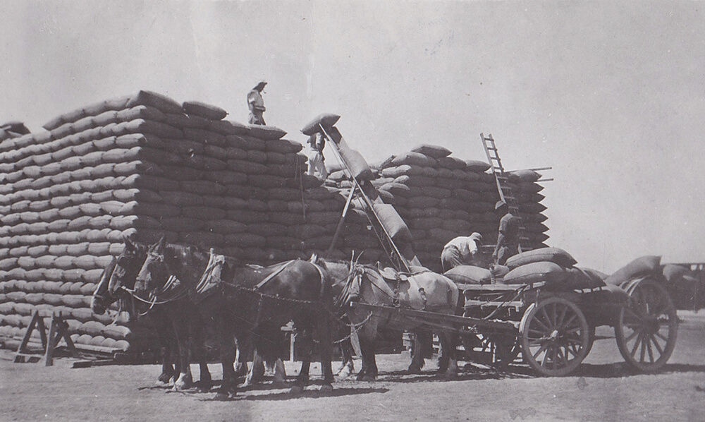 Farmers loading wheat bags