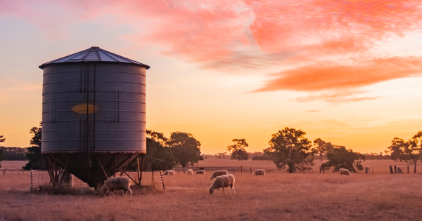 Blue water tank on the cow farm