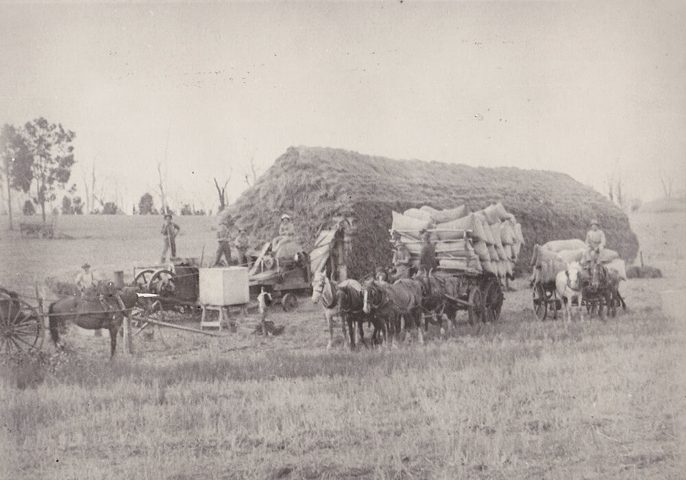 Horses shipping wheatbelt bags on the farm