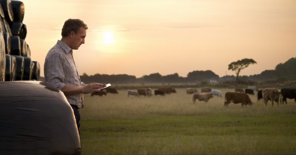 Farmer texting while in cow field