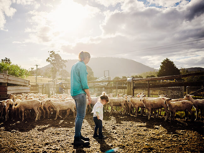 Mum and toddler in holding pen with sheep.